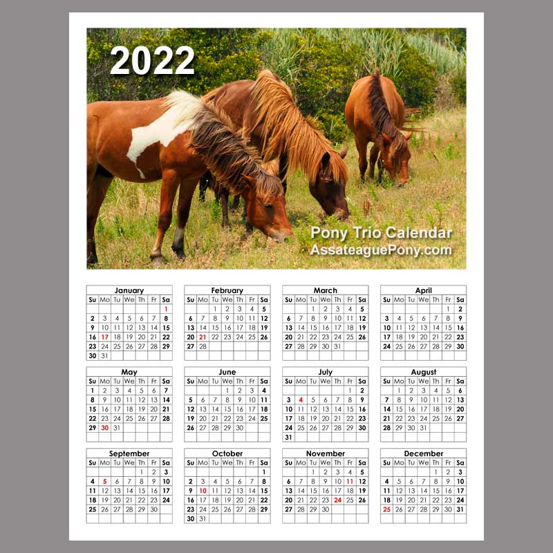 assateagueponytriocalendar2022web Assateague Pony