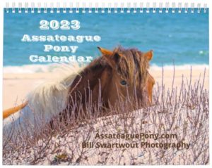 Assateague Pony Calendar